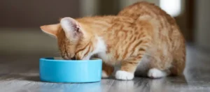 5 best homemade cat food recipes