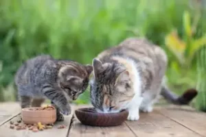 Exploring natural cat food recipes