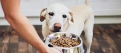 Explore Homemade Ground Turkey Dog Food Valuable Recipe